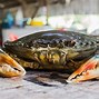 Kepiting Terbesar Yang Pernah Ditemukan